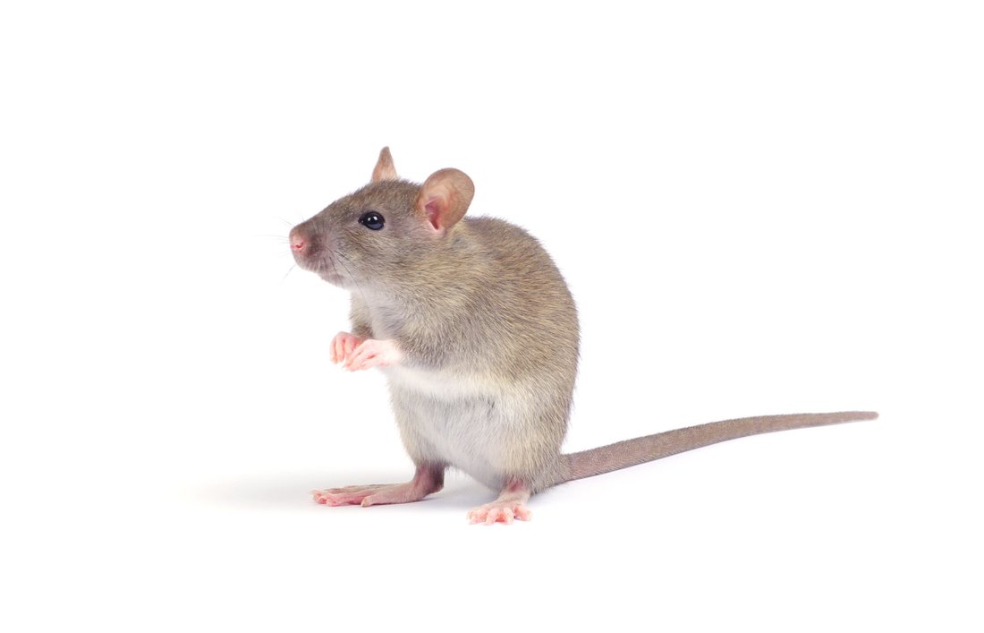 Mice and rat control in Melbourne